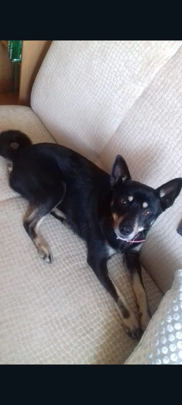 Zaginął pies, Grabownica Starzeńska, 12 lutego 2025 (3/5)