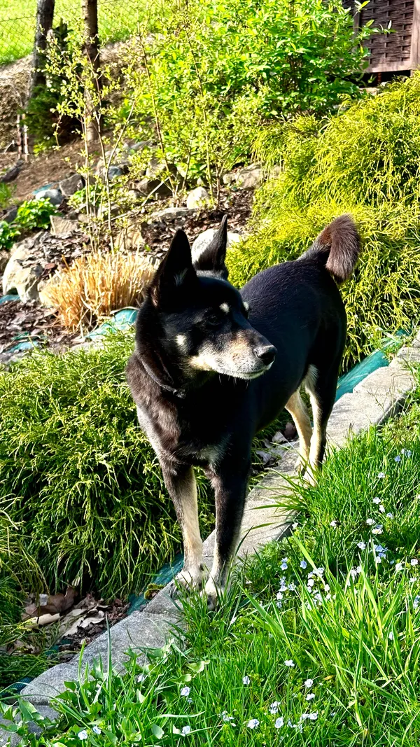 Zaginął pies, Grabownica Starzeńska, 12 lutego 2025 (4/5)