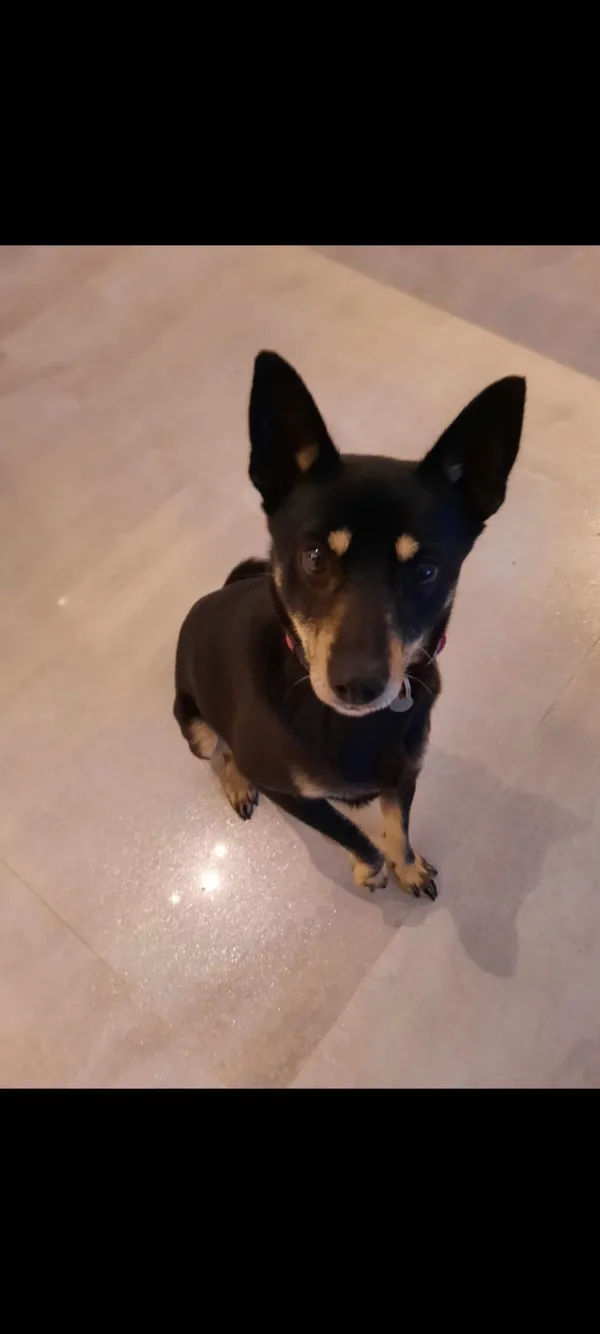 Zaginął pies, Grabownica Starzeńska, 12 lutego 2025 (5/5)