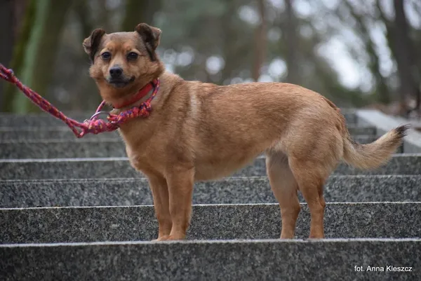 Znaleziono psa, Toruń, 4 stycznia 2025