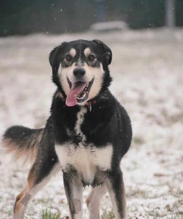 Znaleziono psa, Toruń, 8 grudnia 2024