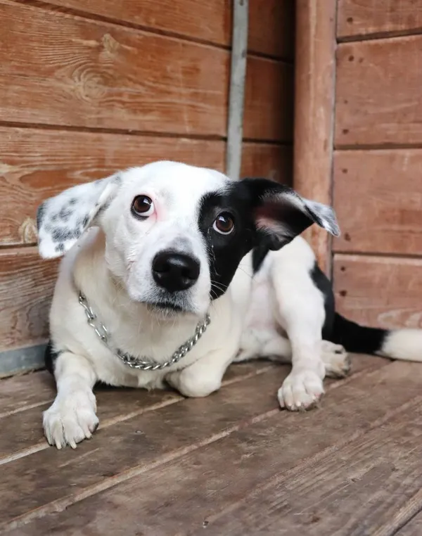 Znaleziono psa, Łódź, 11 lutego 2025 (2/5)