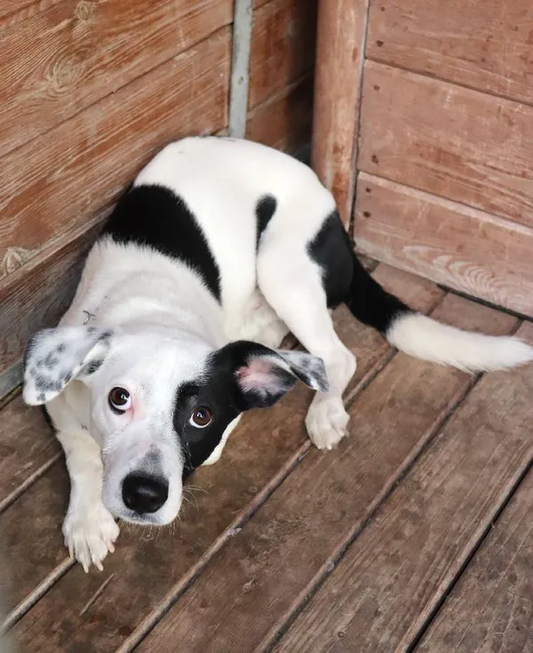 Znaleziono psa, Łódź, 11 lutego 2025 (3/5)