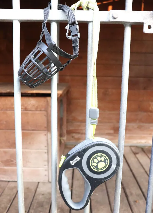 Znaleziono psa, Łódź, 11 lutego 2025 (4/5)