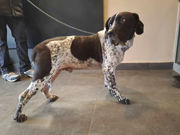 Pies do adopcji, Olsztyn, 7 lutego 2025 (1/2)