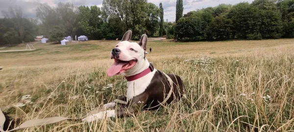 Znaleziono psa, Łódź, 12 lutego 2025