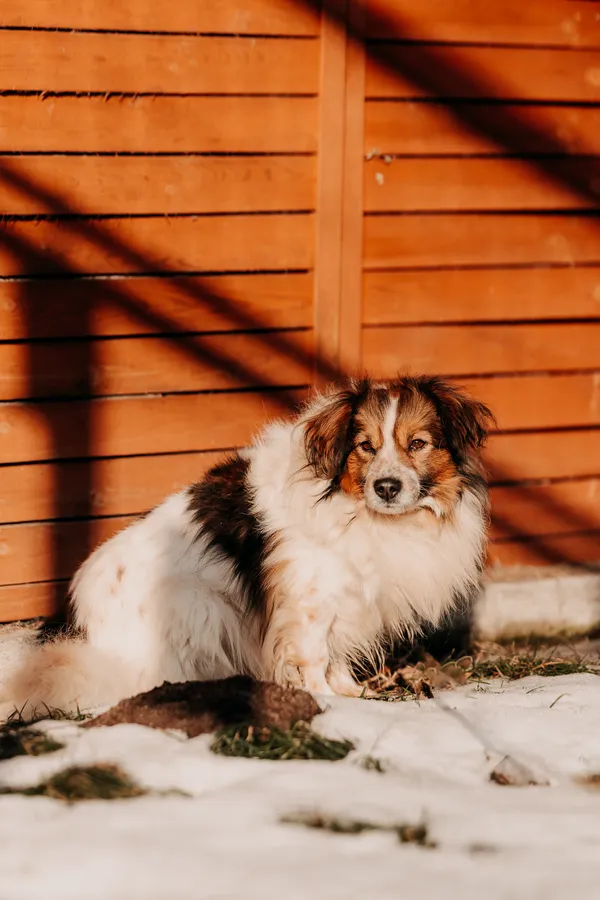 Pies do adopcji, Czartki, 12 lutego 2025 (3/5)