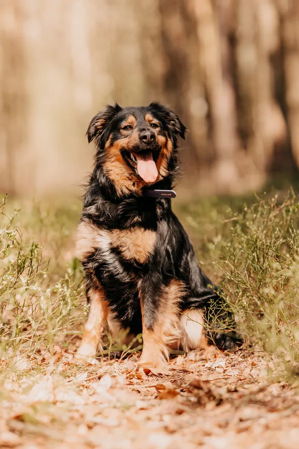 Pies do adopcji, Czartki, 12 lutego 2025 (1/5)