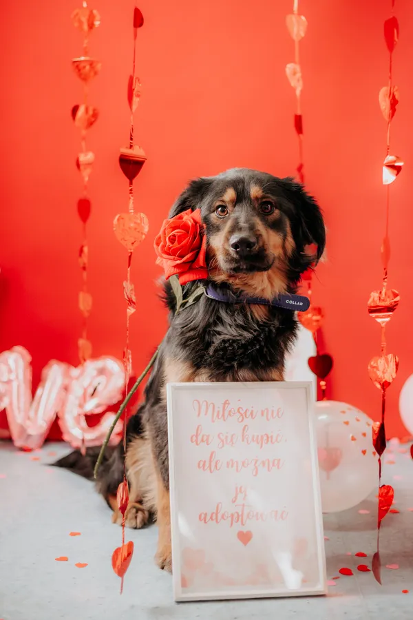 Pies do adopcji, Czartki, 12 lutego 2025 (4/5)