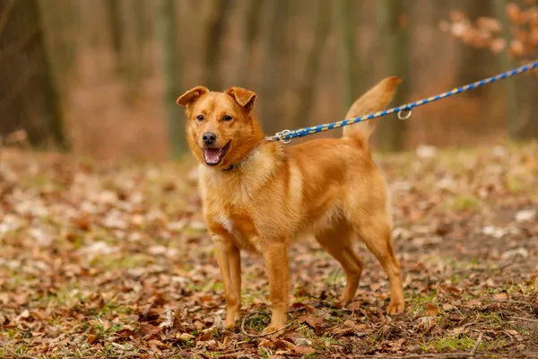 Pies do adopcji, Elbląg, 12 lutego 2025 (3/5)