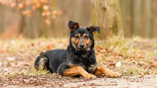 Pies do adopcji, Elbląg, 12 lutego 2025 (1/5)