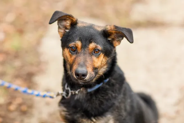 Pies do adopcji, Elbląg, 12 lutego 2025 (2/5)