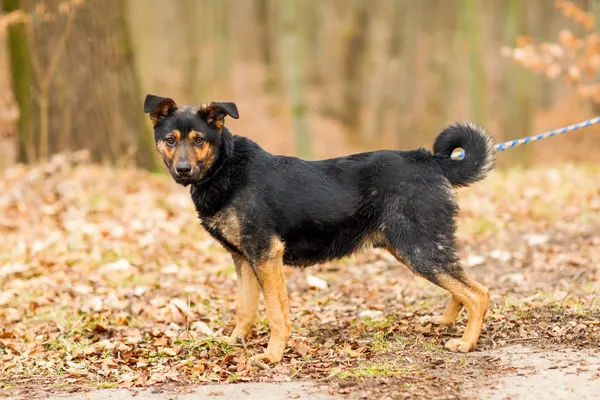 Pies do adopcji, Elbląg, 12 lutego 2025 (3/5)