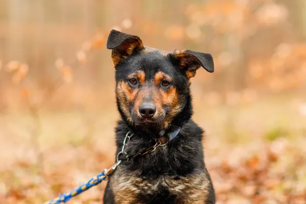 Pies do adopcji, Elbląg, 12 lutego 2025 (4/5)