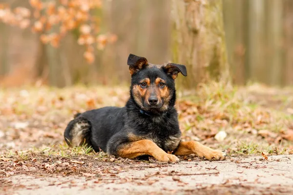 Pies do adopcji, Elbląg, 12 lutego 2025 (5/5)