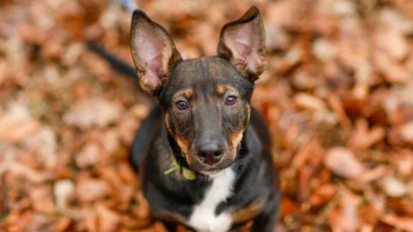 Pies do adopcji, Elbląg, 12 lutego 2025 (1/5)