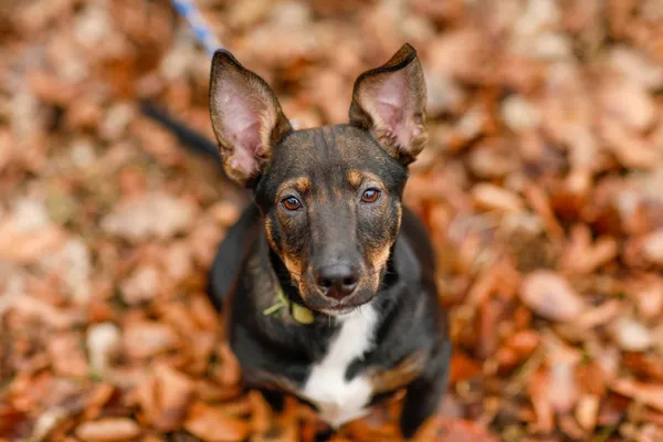 Pies do adopcji, Elbląg, 12 lutego 2025 (4/5)