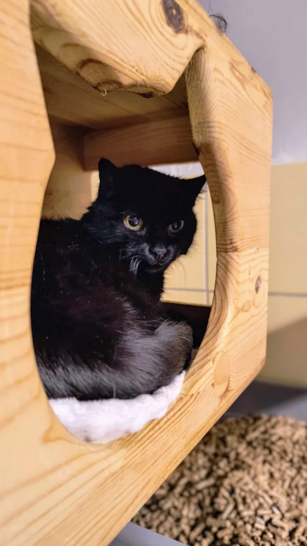 Kot do adopcji, Gdynia, 12 lutego 2025 (2/4)