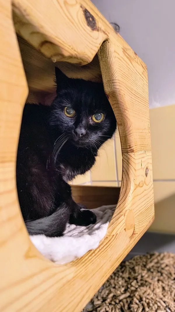 Kot do adopcji, Gdynia, 12 lutego 2025 (3/4)