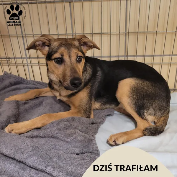 Znaleziono psa, Gdynia, 8 lutego 2025