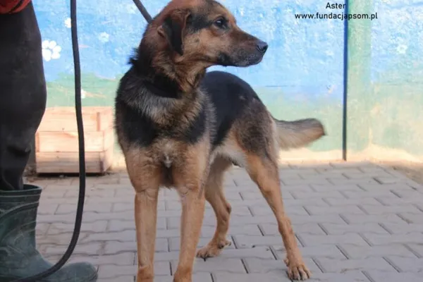 Pies do adopcji, Nowy Dwór Mazowiecki, 12 lutego 2025 (3/5)