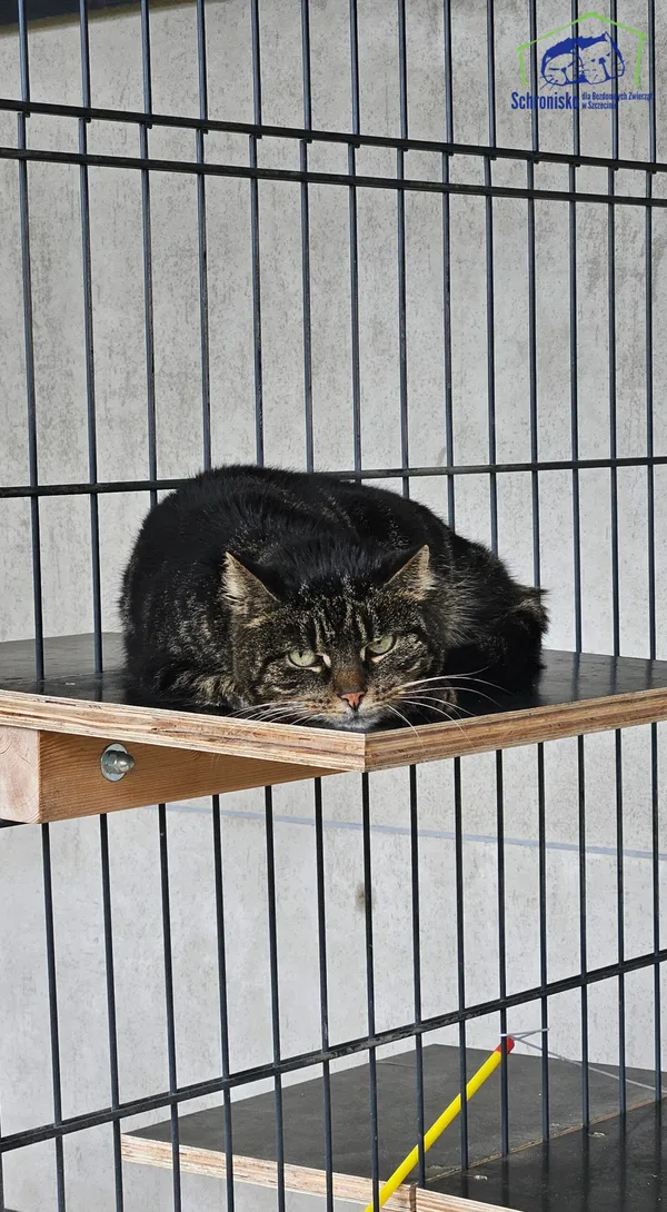 Znaleziono kota, Szczecin, 12 lutego 2025 (1/2)