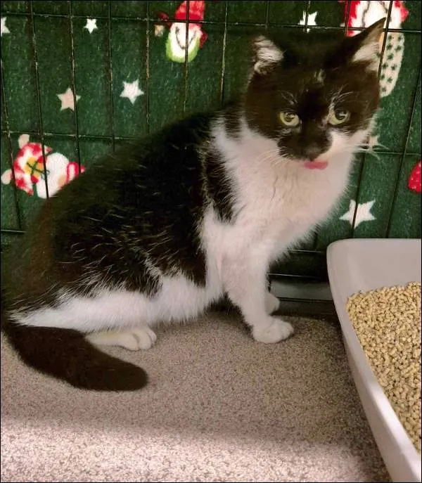 Znaleziono kota, Grudziądz, 12 lutego 2025