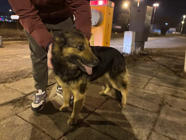 Znaleziono psa, Łódź, 12 lutego 2025