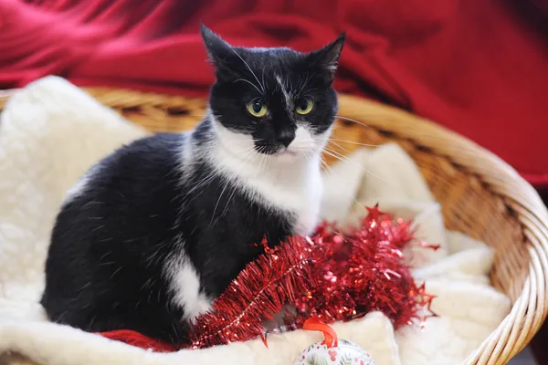 Kot do adopcji, Sosnowiec, 29 stycznia 2025 (1/5)