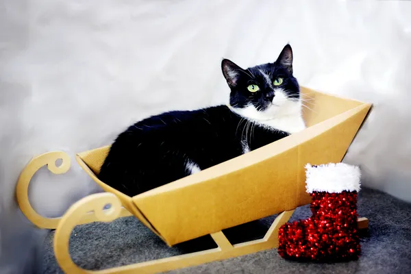 Kot do adopcji, Sosnowiec, 29 stycznia 2025 (2/5)