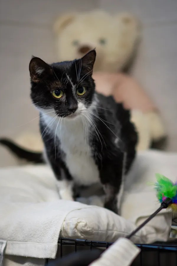 Kot do adopcji, Sosnowiec, 29 stycznia 2025 (3/5)