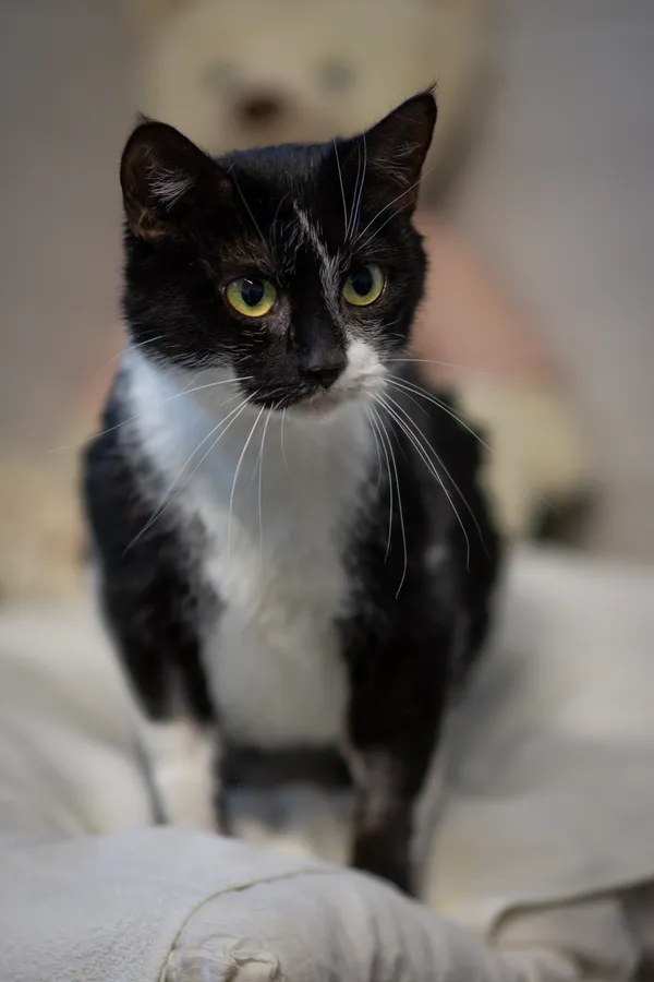 Kot do adopcji, Sosnowiec, 29 stycznia 2025 (4/5)