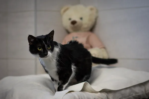 Kot do adopcji, Sosnowiec, 29 stycznia 2025 (5/5)