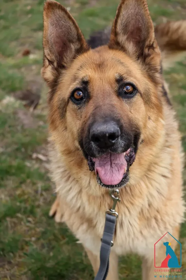 Pies do adopcji, Grudziądz, 17 stycznia 2025 (1/5)