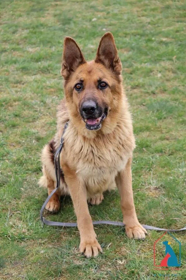 Pies do adopcji, Grudziądz, 17 stycznia 2025 (4/5)