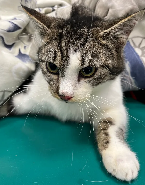 Znaleziono kota, Dobra, 12 lutego 2025