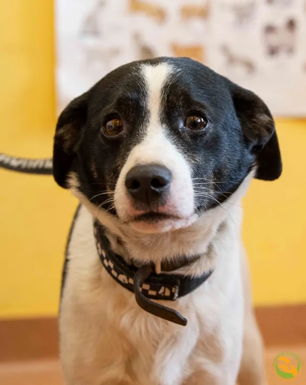 Znaleziono psa, Skałowo, 13 lutego 2025 (1/3)