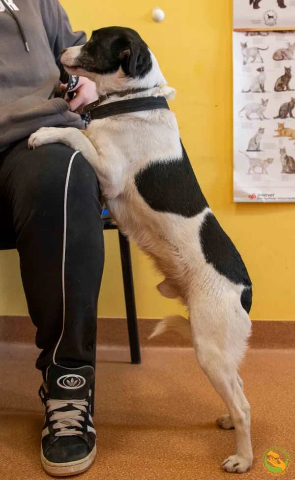 Znaleziono psa, Skałowo, 13 lutego 2025 (3/3)