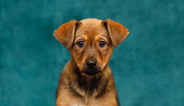 Pies do adopcji, Elbląg, 13 lutego 2025 (1/5)