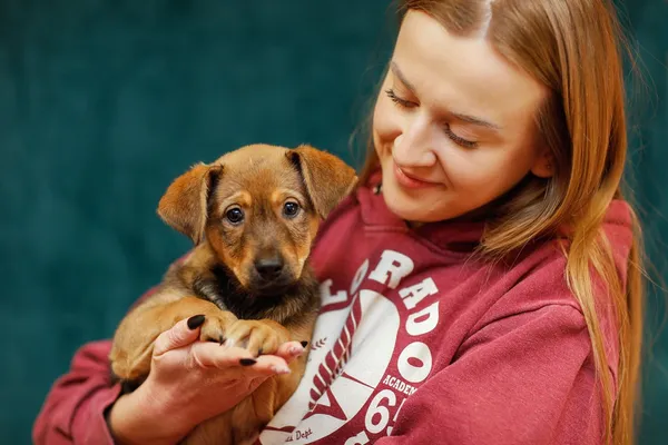 Pies do adopcji, Elbląg, 13 lutego 2025 (2/5)