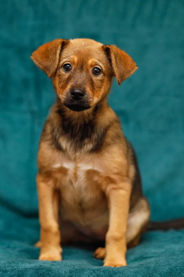 Pies do adopcji, Elbląg, 13 lutego 2025 (4/5)