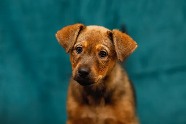 Pies do adopcji, Elbląg, 13 lutego 2025 (5/5)