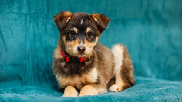 Pies do adopcji, Elbląg, 13 lutego 2025 (1/5)