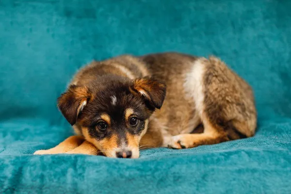 Pies do adopcji, Elbląg, 13 lutego 2025 (3/5)