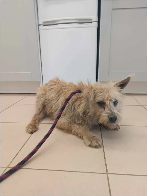 Znaleziono psa, Grudziądz, 13 lutego 2025