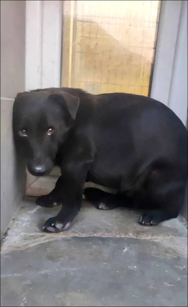 Znaleziono psa, Grudziądz, 12 lutego 2025