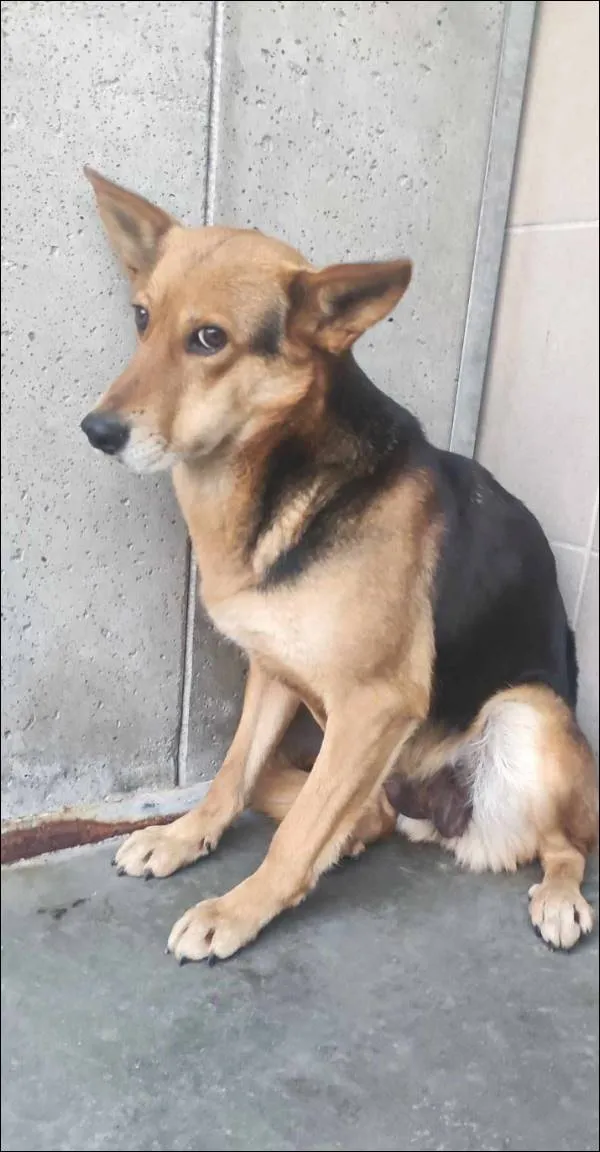 Znaleziono psa, Grudziądz, 12 lutego 2025