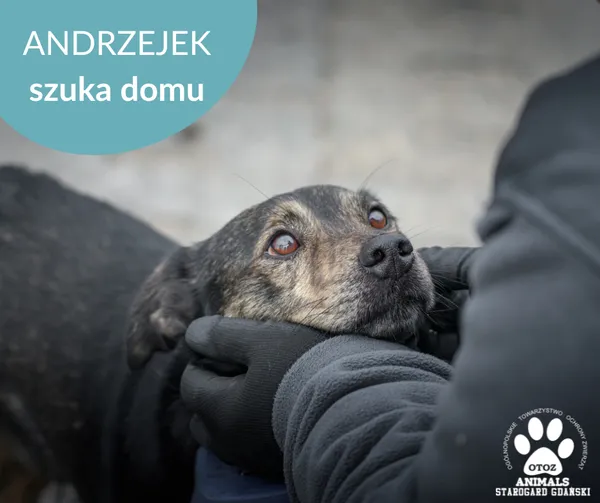 Pies do adopcji, Starogard Gdański, 13 lutego 2025 (1/3)
