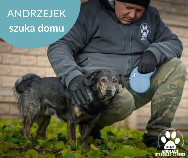 Pies do adopcji, Starogard Gdański, 13 lutego 2025 (2/3)