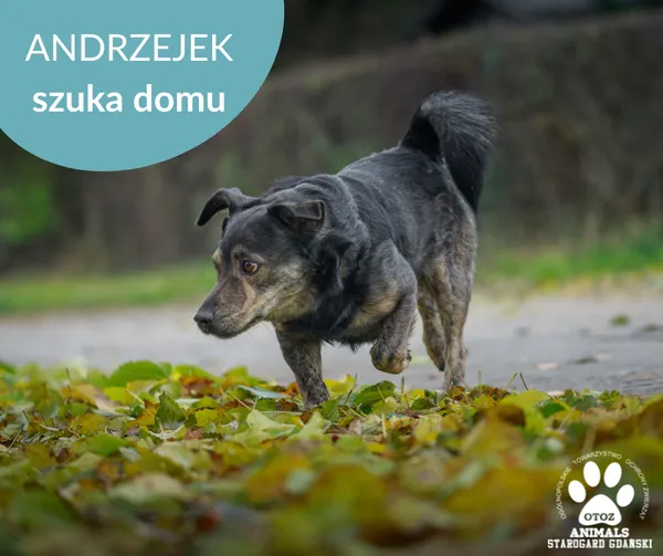 Pies do adopcji, Starogard Gdański, 13 lutego 2025 (3/3)